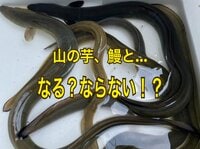 イモとウナギの関係は？  ヤマは漢字でOK？  知ってるようで知らない「山」の使われている「慣用句・ことわざ」3選
