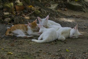 「ミャークヌカギマユ（宮古の美しい猫）」穏やかな子育ての風景に心が和む【琉球島猫百景 vol.08　宮古島〈1〉】