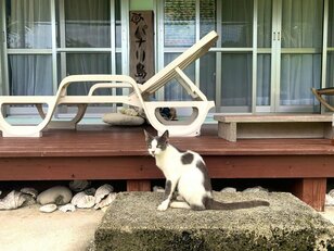愛くるしい猫たちは高い透明度を誇るパナリ島の海のようだった【琉球島猫百景 vol.19「八重山の離島の猫たち」沖縄県／新城島＆小浜島】