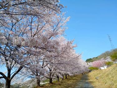 知る人ぞ知る「絶景のサクラ並木」総距離5km・1700本「虎山の千本桜
