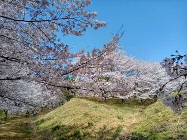 知る人ぞ知る「絶景のサクラ並木」総距離5km・1700本「虎山の千本桜