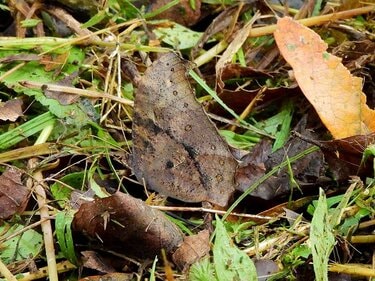 2ページ目) 夏に見られる「動く落ち葉」の正体。驚くべき虫たちの隠れ