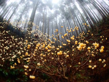明るく輝くトレイルを歩こう！ ミツマタの花咲く焼森山と鶏足山へ【お