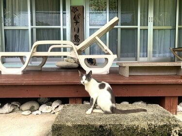 愛くるしい猫たちは高い透明度を誇るパナリ島の海のようだった【琉球島