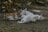 「ミャークヌカギマユ（宮古の美しい猫）」穏やかな子育ての風景に心が和む【琉球島猫百景 vol.08　宮古島〈1〉】の画像004