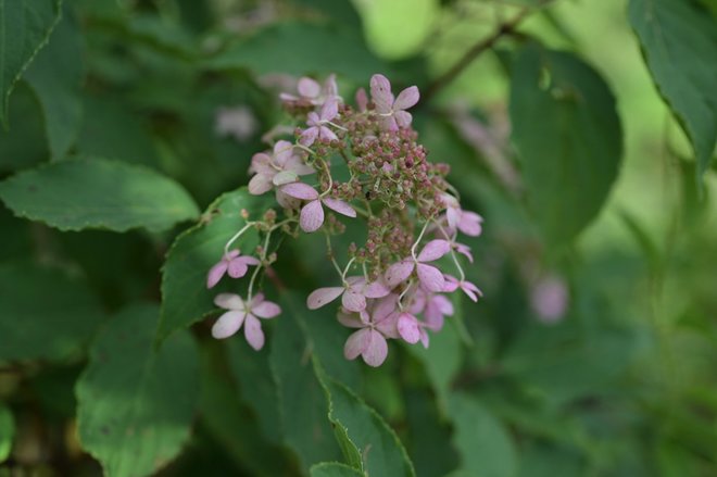 1時間で登れる「日本百名山」那須岳の花はすっかり「秋の気配」の画像006