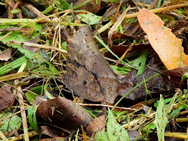 夏に見られる「動く落ち葉」の正体。驚くべき虫たちの隠れ身の術【あなたのすぐそばにいる「季節の虫」の探し方 vol.8】の画像006
