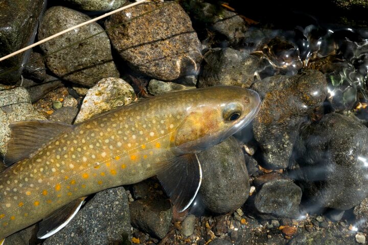 「放流なし、天然イワナだけの渓流」遊漁券たったの550円！  長野県でも遅い解禁を迎えた雑魚川で “フライフィッシング” 【志賀高原漁協】 長野県｜2026年 