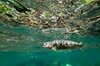 【渓流釣り】高活性、積極的なヤマメたち！ スローモーションで浮き上がってきた、のんびりなイワナ  新潟県｜2026年