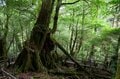 【世界自然遺産・屋久島】樹齢1800年「仏陀杉」に会いに行く！「ヤクスギランド」の吊り橋とエメラルドグリーンの清流を巡る1時間20分ライトトレッキングの画像016