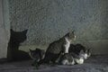 “さくらねこ” 発祥の島で【琉球島猫百景 vol.06　石垣島〈1〉】の画像007