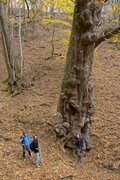【登山口からハイライト】「アップダウンほとんどなし！」 山梨県の東端・大マテイ山の紅葉は今が見頃の画像014