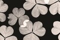 草むしりと小さな発見【自然と写真を楽しむ日々 vol.1】の画像005