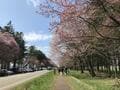 まだ間に合う！「これから春めく北海道」で2022年ゴールデンウィークでも「最後の桜」が楽しめる「おすすめスポット」3選の画像001