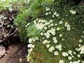 「夏山シーズンイン！」 北海道の山々にも高山植物の花々が咲き始める 【2024年 初夏】の画像003