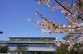 「ネモフィラ」青の絶景！  23区内最大規模の楽園「舎人公園」桜のピンクとネモフィラブルーは東京の春を彩る【東京都・足立区】の画像001