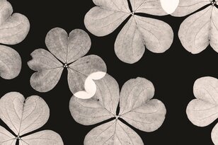 草むしりと小さな発見【自然と写真を楽しむ日々 vol.1】