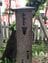 通天閣の向こう側に石のおみくじが！  新世界を見守ってきた神社へGO！【関西おみくじジャーニー vol.07「新世界神社」大阪市浪速区】の画像001