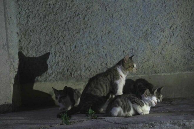 “さくらねこ” 発祥の島で【琉球島猫百景 vol.06　石垣島〈1〉】の画像007