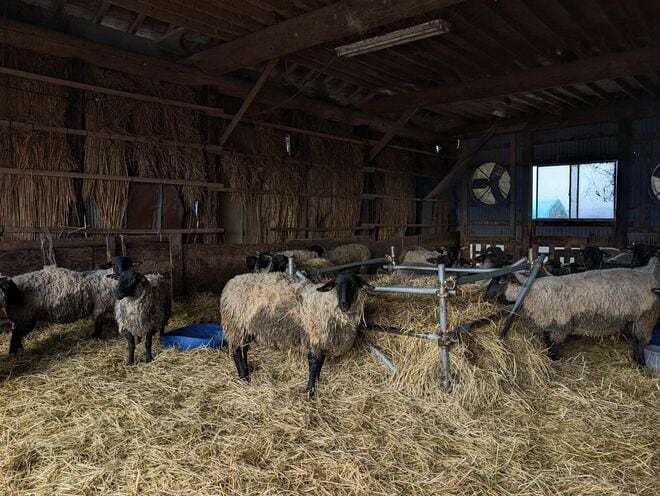 【わざわざ行く価値がある！】“自家飼育100％のジンギスカン” を提供する山形の名店「ひつじや」と春スキーの極上プランの画像013