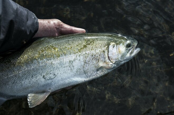 【渓流釣り】難しいほどに夢中になる釣り人の性！  流れに見え隠れする魚体、疑り深いニジマスをどうにか釣りたい一心で2週連続の長距離移動「鮎沢川冬季キャッチ&リリース」 静岡県｜2025年の画像009
