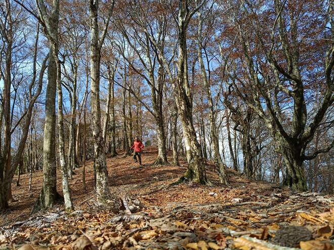 【地域おこしのカギとなれるか】世界遺産に登録されなかった “幻の熊野古道”「奥辺路」とは？【耕して、焙煎して、走る男　人口2,800人の村に移住してみました vol.12】の画像001