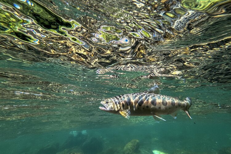 【渓流釣り】そぼ降る雨の助けで何とか釣れた！ 「濃い魚影、しかも高活性だけどスレスレのイワナたち」