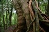 【世界自然遺産・屋久島】屋久杉の巨木「弥生杉・二代杉・気根杉」と苔に包まれた “もののけの森”「白谷雲水峡」をめぐる