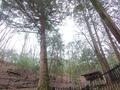 秘境感漂う静かな低山「鹿倉山」 神々しい社＆苔むす岩々と展望のハイキング【京都府福知山市・兵庫県丹波篠山市】の画像007