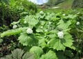 【苗場プリンスホテル】初夏の苗場で山からの贅沢な贈り物「根曲がり竹」を採ってきた！  竹藪の中を分け入る「非日常体験」レポ（新潟県湯沢町）の画像010