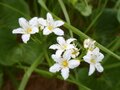 「雲上の花の楽園」夏の会津駒ヶ岳・ワンデイルート【親子旅】の画像002