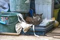 春雨の備瀬フクギ並木で出会った待ち猫たち【琉球島猫百景 vol.11　沖縄県本部町】の画像004