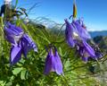 これだけは覚えたい「高山植物」11選！ 「よく見かける＆特徴的な色・形」記憶に残りやすい花！【知ると登山がより楽しくなる】の画像015