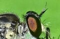 道端で獲物を狙うこの顔に注目！  “亀仙人似のイケオジ“ スズメバチも襲う「最強昆虫」の噂は都市伝説？  意外なほど弱者だった真実に迫る 【東京都 2025年】の画像005