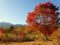 【晩秋登山】シャトルバス運行終了間近、澄みきった青空広がる「乗鞍岳」へ！  下山後は高原を散策して心身を癒す「歩治」を体験の画像014