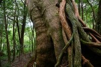 【世界自然遺産・屋久島】屋久杉の巨木「弥生杉・二代杉・気根杉」と苔に包まれた “もののけの森”「白谷雲水峡」をめぐる