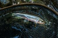 【フライフィッシング】落ちパク!  入れ食いだったのは、狙っていたアマゴじゃなかったけれど…… 「まだ渓流釣りができる幸せ!」 10月、静岡へ   2025年