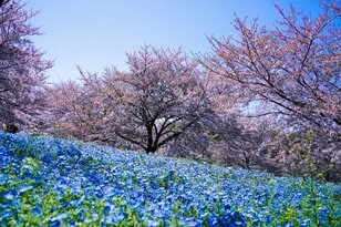 「ネモフィラ」青の絶景！  23区内最大規模の楽園「舎人公園」桜のピンクとネモフィラブルーは東京の春を彩る【東京都・足立区】
