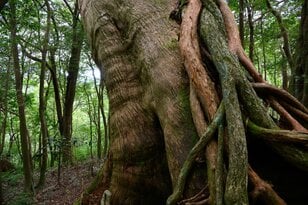 【世界自然遺産・屋久島】屋久杉の巨木「弥生杉・二代杉・気根杉」と苔に包まれた “もののけの森”「白谷雲水峡」をめぐる