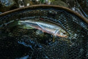 【フライフィッシング】落ちパク！  入れ食いだったのは、狙っていたアマゴじゃなかったけれど…… 「まだ渓流釣りができる幸せ！」 10月、静岡へ   2025年