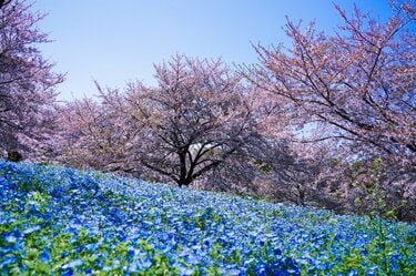 ネモフィラ」青の絶景！ 23区内最大規模の楽園「舎人公園」桜のピンク