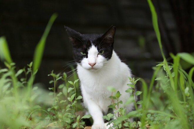 外で暮らす島猫たちは冷たい雨から身を守れているのだろうか？　不安定な天候の多い2月の沖縄にて【琉球島猫百景〈番外編〉「雨の日の猫たち」】の画像008