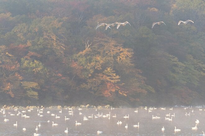 錦秋の山にコハクチョウが舞う特別なロケーション！  秋と冬の接点を楽しむ【山形県】2026年の画像005