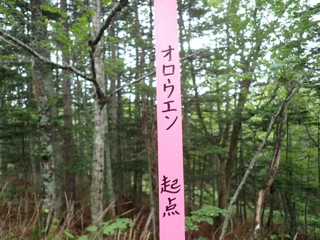 【沢登り】真夏のオロエン川で沢登り！  ガイドおすすめの “要素満載・快適ルート”  2025年・北海道旭川市の画像007