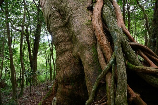 【世界自然遺産・屋久島】屋久杉の巨木「弥生杉・二代杉・気根杉」と苔に包まれた “もののけの森”「白谷雲水峡」をめぐるの画像