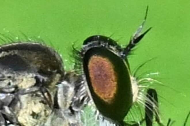 道端で獲物を狙うこの顔に注目！  “亀仙人似のイケオジ“ スズメバチも襲う「最強昆虫」の噂は都市伝説？  意外なほど弱者だった真実に迫る 【東京都 2025年】の画像005