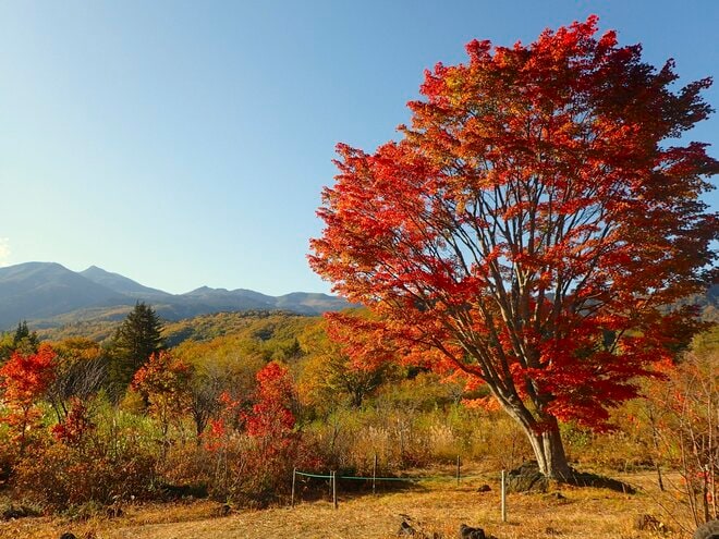 【晩秋登山】シャトルバス運行終了間近、澄みきった青空広がる「乗鞍岳」へ！  下山後は高原を散策して心身を癒す「歩治」を体験の画像014
