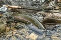 「関東一の清流」神流川に磨かれたヤマメ、ハコスチのC＆Rを満喫＜群馬県＞の画像007