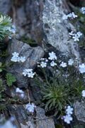 空へと吸い込まれていく黄色の絨毯。南アルプス最大のお花畑「荒川三山」を巡る【南アルプスの日々 vol.7】の画像004