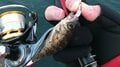 【アジング】初心者が持て余す「群れの回遊待ち」時間には「足元の根魚」狙いがおすすめ！  意外と楽しめる堤防際「ライトロック」の画像003